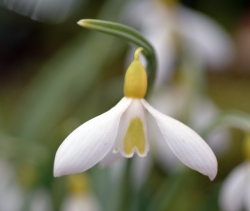 Nice big white flowers with yellow ovary